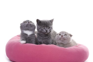 üç küçük kedi yavrusu