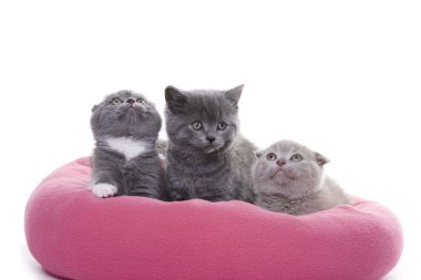 Three small kittens clipart