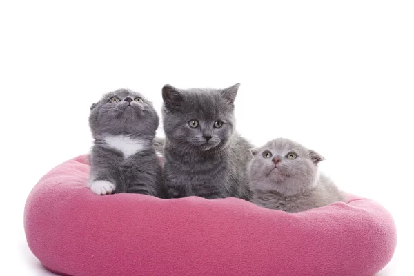 Üç küçük kedi yavrusu — Stok fotoğraf