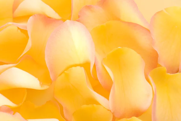 stock image Rose petals background