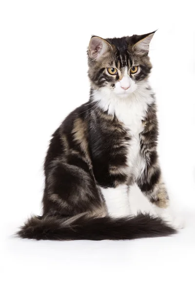 Kočka, mladý maine coon — Stock fotografie