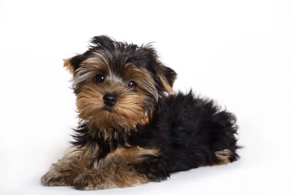 Hond, puppy van de Terriër van yorkshire — Stockfoto