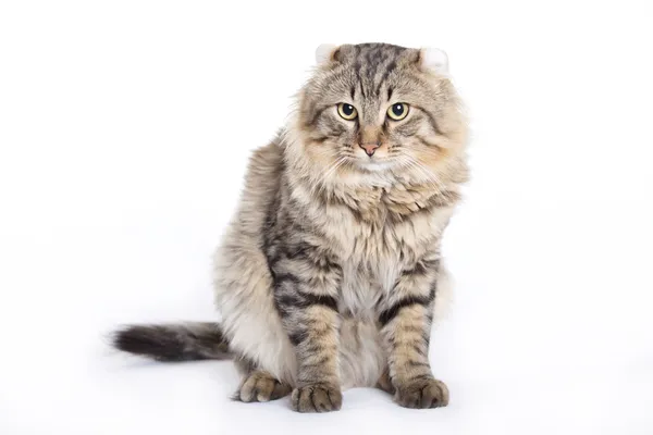 Kočka, americká curl — Stock fotografie
