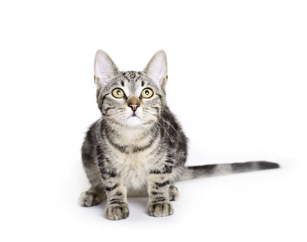 Gato, Gatinho doméstico europeu — Fotografia de Stock
