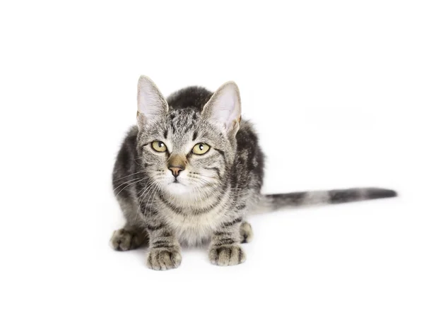 Kedi, Avrupa yerli kedi yavru kedi — Stok fotoğraf