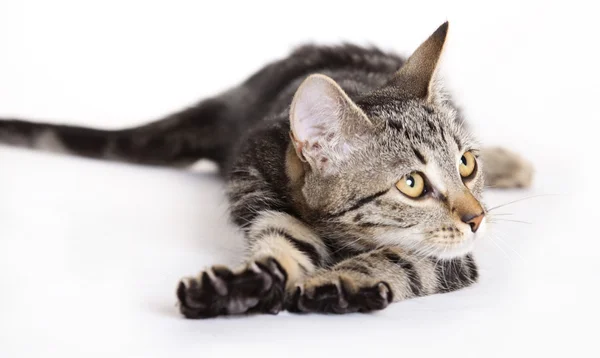 고양이 기지개 — 스톡 사진