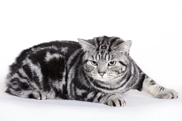 고양이, 영국 쇼트헤어 — 스톡 사진