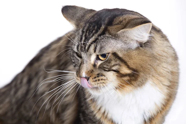 Gato, língua para fora, Casulo principal — Fotografia de Stock