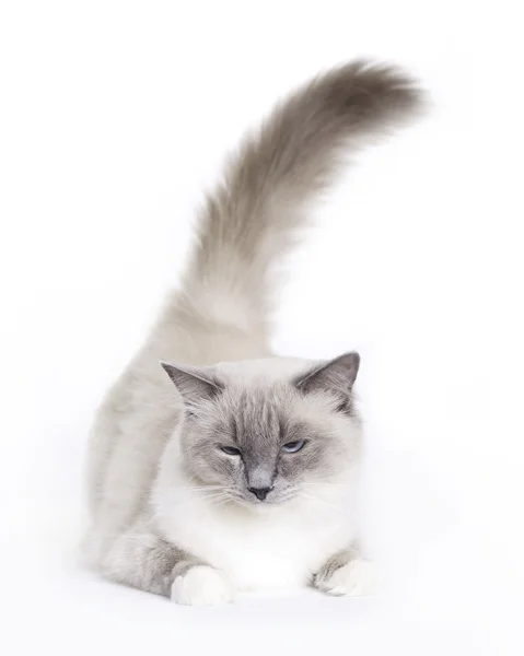 Senny kot, ragdoll — Zdjęcie stockowe