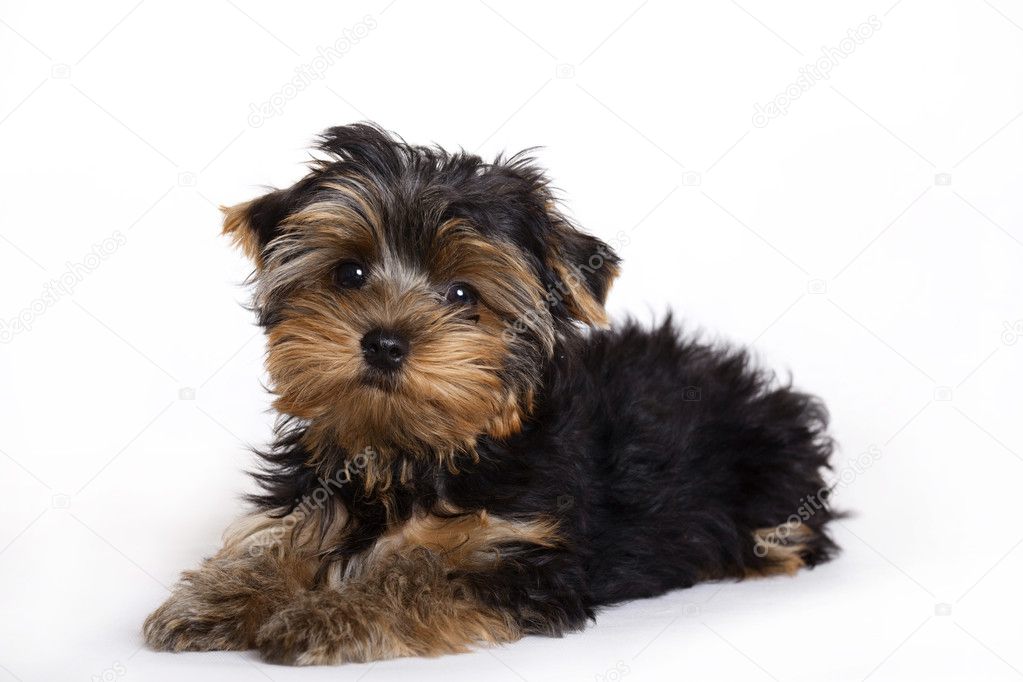 Dog, Yorkshire terrier puppy
