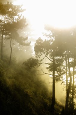 Mystery forest (Fog in a Madeiran forest clipart