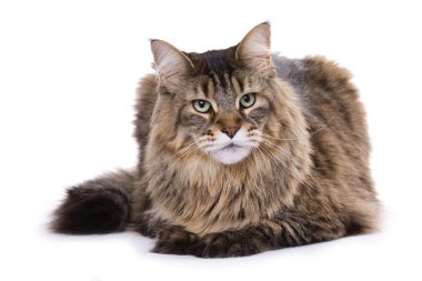 Cat, Maine coon clipart