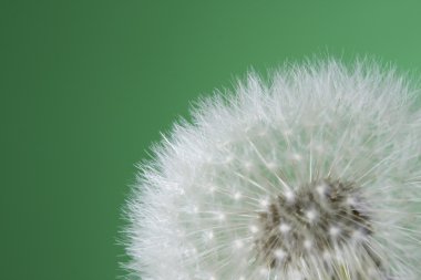 Dandelion clipart