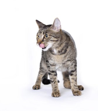 Kitten licking it's lips clipart