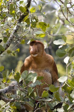 Wild Proboscis monkey, Borneo clipart