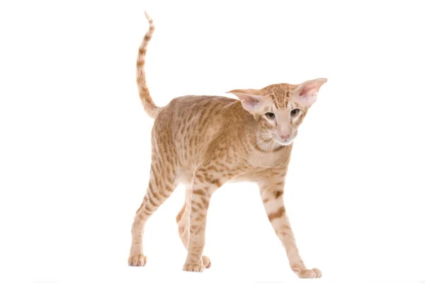 Γάτα πορτρέτο, εξωτικός στενογραφία — Φωτογραφία Αρχείου