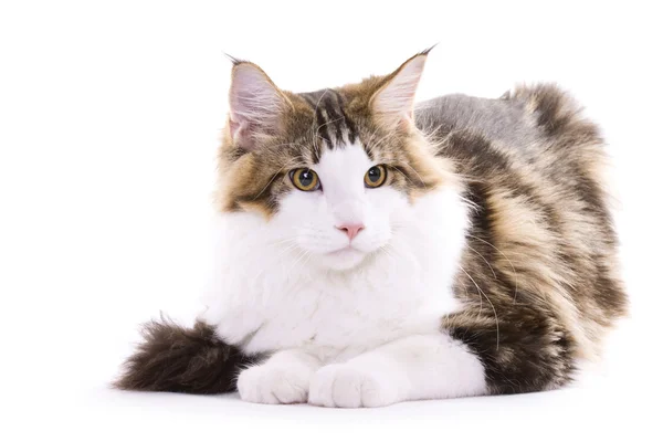 Kat, zittend — Stockfoto