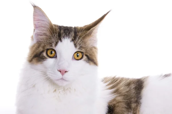 Portret kota, maine coon — Zdjęcie stockowe