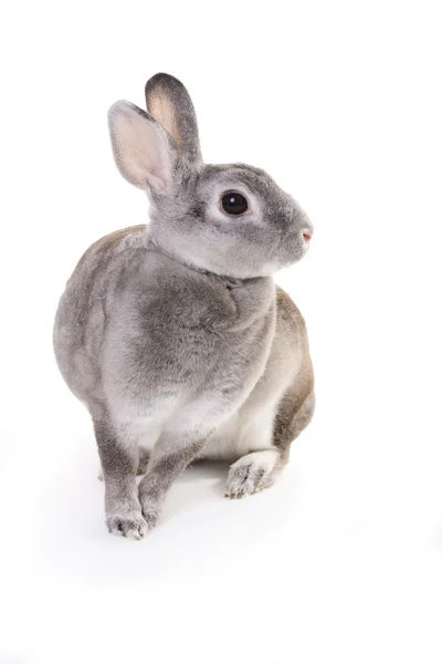 Седой кролик сидит — стоковое фото