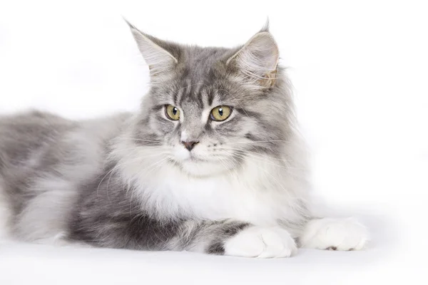 Cat, Maine Coon — Stock Photo, Image