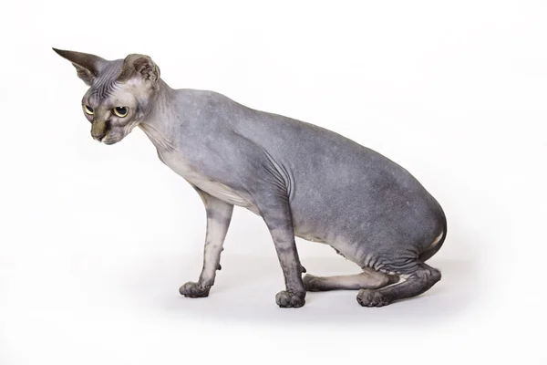 Άτριχη γάτα, sphynx — Φωτογραφία Αρχείου