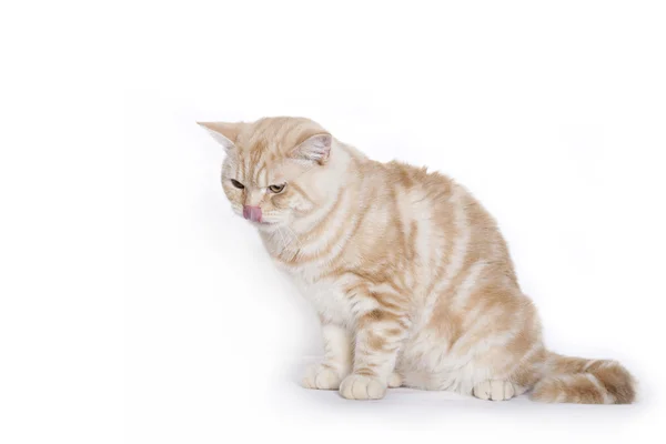 Rode kat, Brits korthaar — Stockfoto
