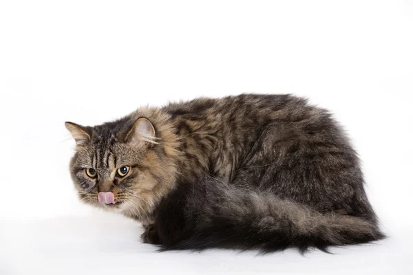 Kot, Kot brytyjski długowłosy — Zdjęcie stockowe