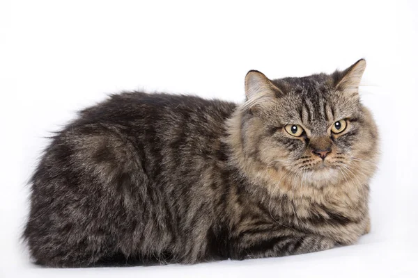 Kočka, britská longhair — Stock fotografie