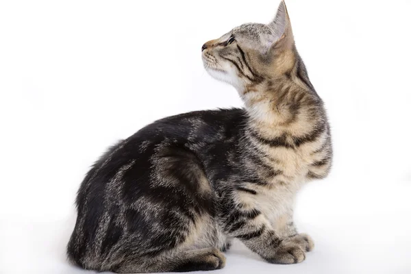메인 coon 고양이 초상화 — 스톡 사진
