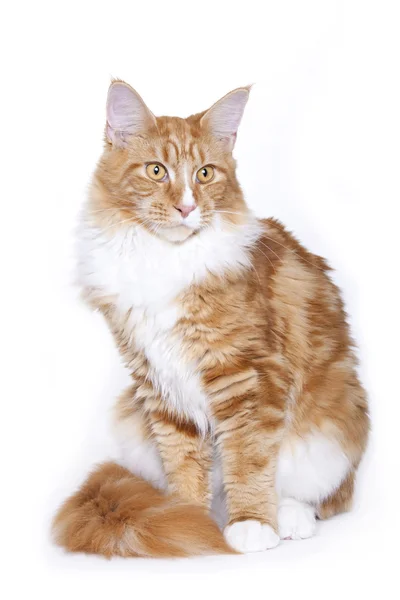 Кошачий портрет, главный енот — стоковое фото