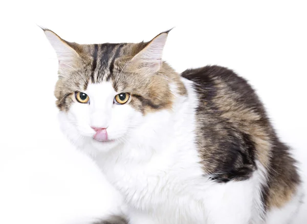 Kočka portrét, jazyk, maine coon — Stock fotografie