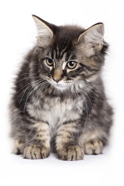 Kat, Europese binnenlandse kat kitten — Stockfoto