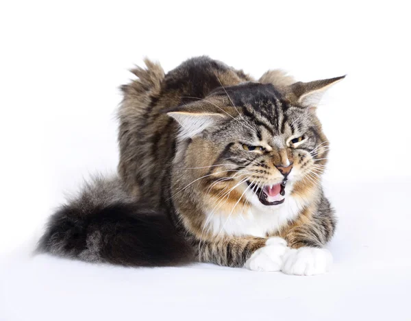 Kızgın kedi, ana Rakun — Stok fotoğraf