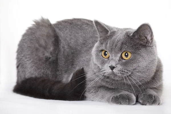 Gato británico de pelo corto — Foto de Stock