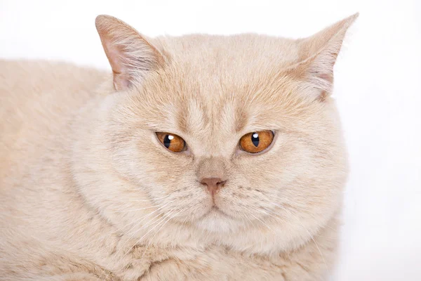 Retrato de gato, Britânico shorthair — Fotografia de Stock
