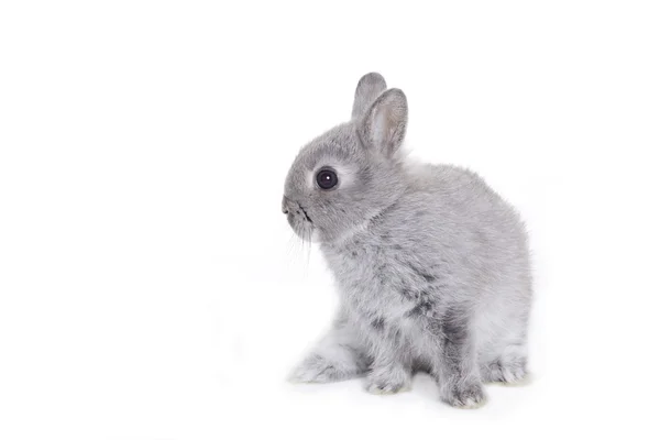 Törpe szürke baby bunny — Stock Fotó