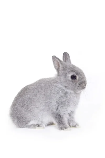 Серый кролик-карлик — стоковое фото