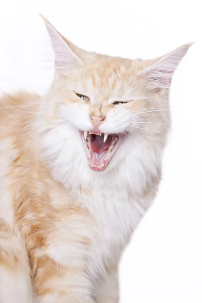Wściekły kot — Zdjęcie stockowe