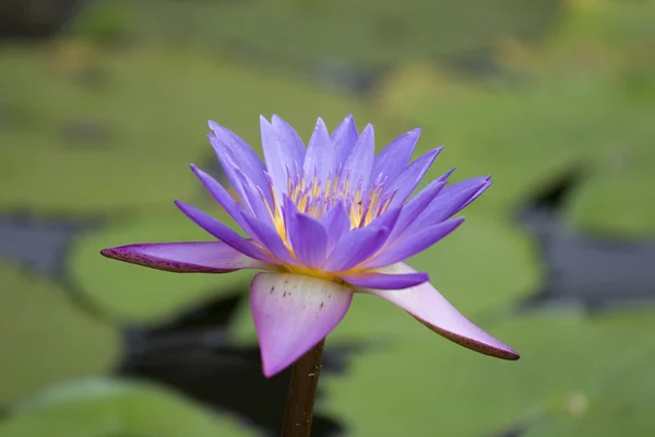 Flor de lótus, lírio de água — Fotografia de Stock