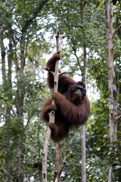 Wilder Orang-Utan, Borneo — Stockfoto