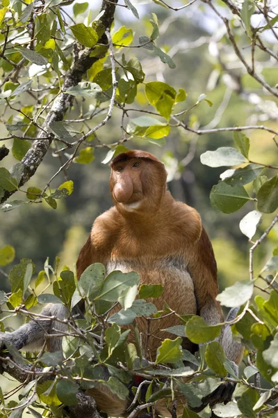 Monyet Proboscis Liar, Kalimantan — Stok Foto
