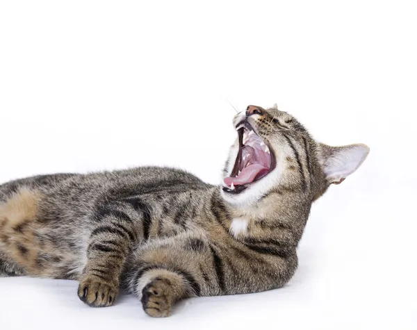 Katt gäspningar, skriker eller skrattar Royaltyfria Stockbilder