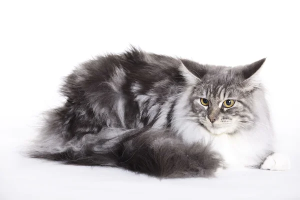 Cat portrait, Main coon Royalty Free Stock Photos