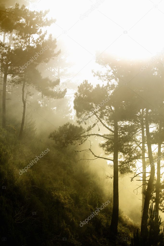 Mystery forest (Fog in a Madeiran forest