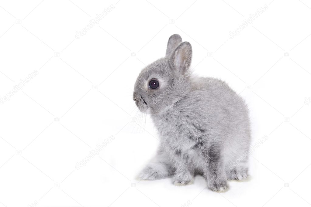 grey dwarf bunny