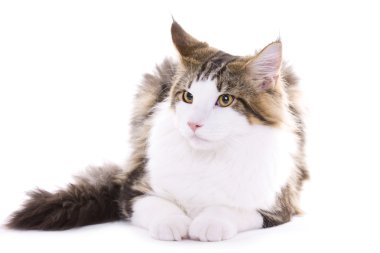 maine coon kedi