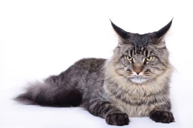 Cat portrait, Main coon clipart