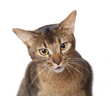 Abyssinian cat clipart