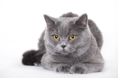 Cat, British shorthair clipart