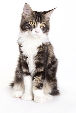 Cat, Young Maine Coon clipart